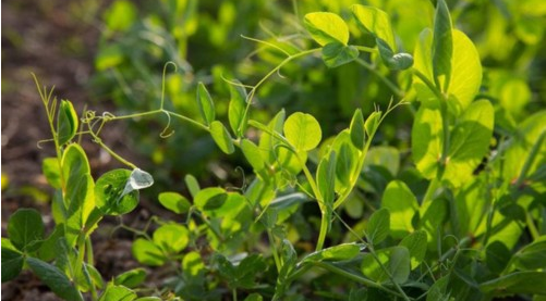 生鮮O2O定制平臺&ldquo;五百家&rdquo;獲2500萬元A輪投資